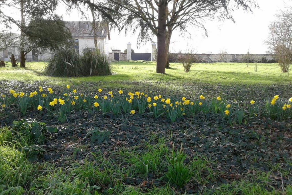 Le Logis De La Tour Saint Jacques Villa Chouzé-sur-Loire Eksteriør billede